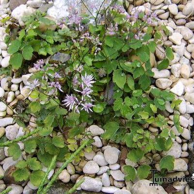 Thalictrum kiusianum - 