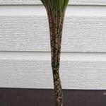 Amorphophallus konjac - 