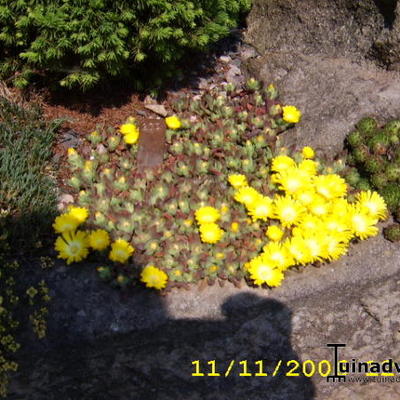 Delosperma congestum - Delosperma congestum