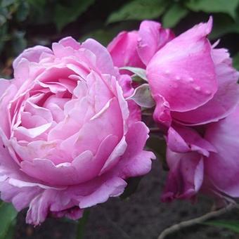 Rosa 'Soeur Emmanuelle'