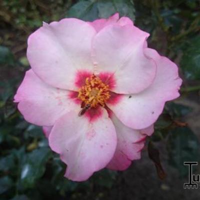 Rosa 'Alissar, Princess of Phoenicia' - 