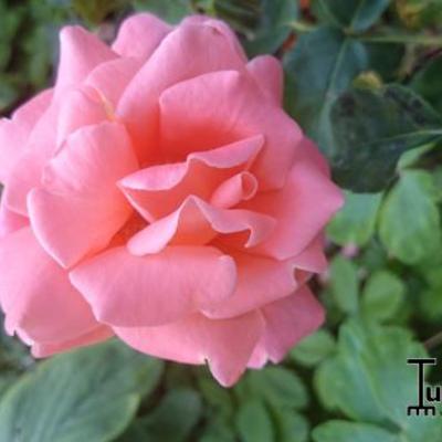 Rosa 'Catherine Deneuve' - 