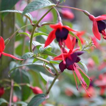 Fuchsia 'Lady Boothby'