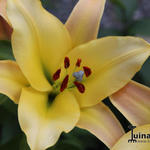 Lilium oriental x trumpet  'Conca d'Or' - 