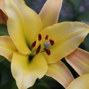 Lilium oriental x trumpet  'Conca d'Or'