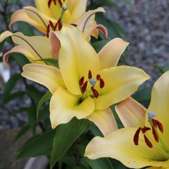 Lilium oriental x trumpet  'Conca d'Or'