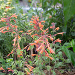 Agastache aurantiaca 'Apricot Sprite' - 