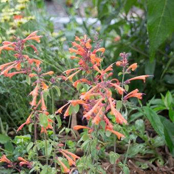 Agastache aurantiaca 'Apricot Sprite'