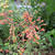 Agastache aurantiaca 'Apricot Sprite'