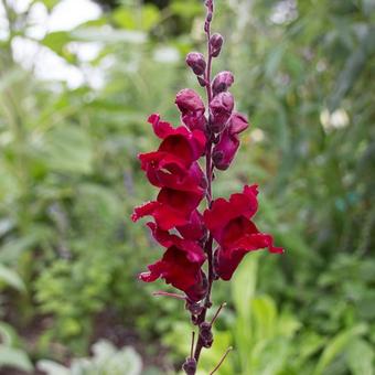 Antirrhinum majus 'Black Prince'