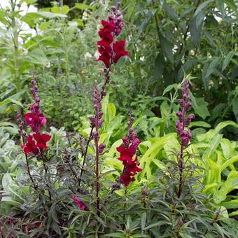 Antirrhinum majus 'Black Prince'