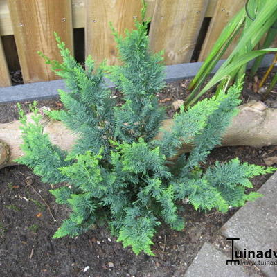 Chamaecyparis lawsoniana 'Wisselii' - 