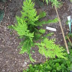 Chamaecyparis lawsoniana ‘Lane’ - 