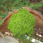 Cryptomeria japonica 'Tenzan' - 