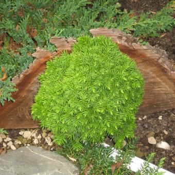 Cryptomeria japonica 'Tenzan'