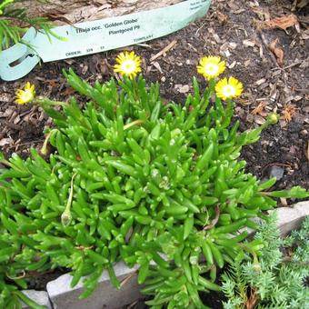 Delosperma cooperi 'JEWEL OF DESERT Peridot'