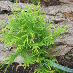 Thuja occidentalis 'Golden Globe' - 