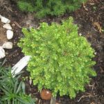 Picea abies 'Little Gem' - 