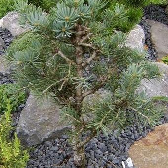 Abies concolor 'Compacta'