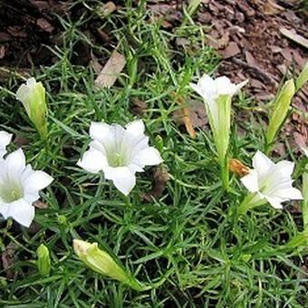 Gentiana sino-ornata 'Weisser Traum'