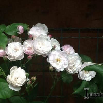 Rosa 'Blush Noisette' - 