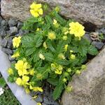 Potentilla dickinsii - 