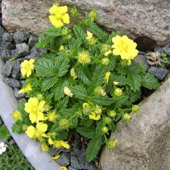 Potentilla dickinsii