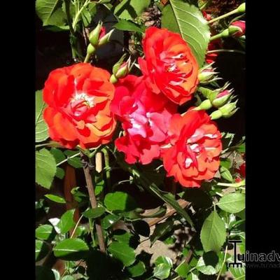 Rosa 'Canzonetta' - 