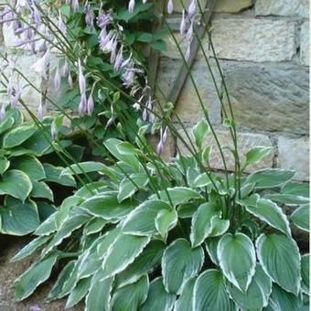 Hosta fortunei 'North Hills'