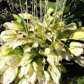 Hosta 'Paul's Glory'