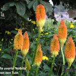 Kniphofia uvaria 'Nobilis' - 