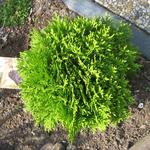 Thuja occidentalis 'Danica' - 