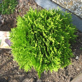 Thuja occidentalis 'Danica'