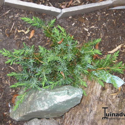 Juniperus conferta 'Schlager'