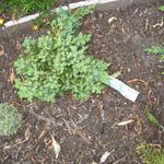 Juniperus procumbens 'Nana' - 