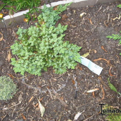 Juniperus procumbens 'Nana' - 