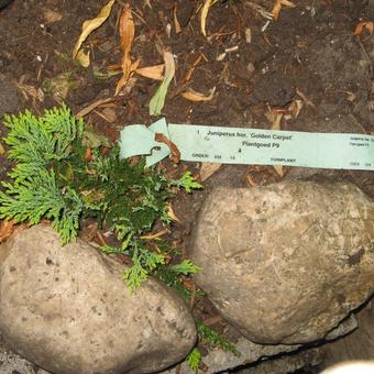 Juniperus horizontalis 'Golden Carpet'