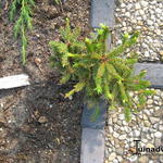 Picea abies 'Pygmaea' - 