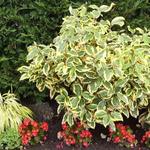 Elaeagnus x ebbingei 'Gilt Edge' - 