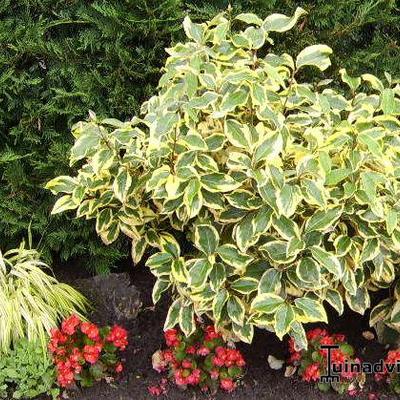 Elaeagnus x ebbingei 'Gilt Edge'