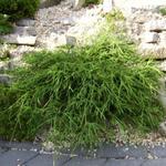 Chamaecyparis pisifera  'Filifera Nana' - 