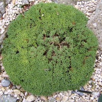 Dianthus anatolicus