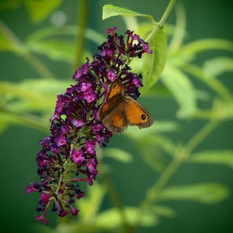 Buddleja davidii