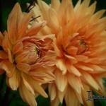 Dahlia 'Noordwijks Glorie' - 