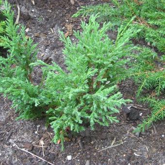 Juniperus horizontalis 'Andorra Compact'