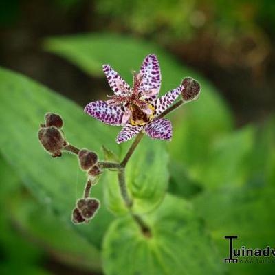 Tricyrtis formosana 'Dark Beauty' - Tricyrtis formosana 'Dark Beauty'