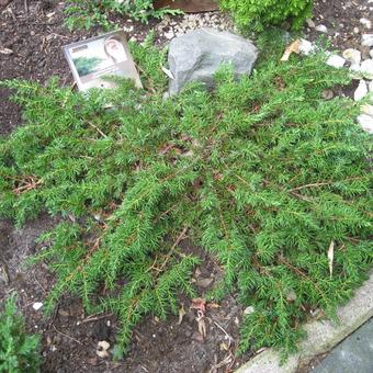 Juniperus communis 'Green Carpet'