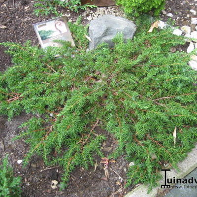 Juniperus communis 'Green Carpet'