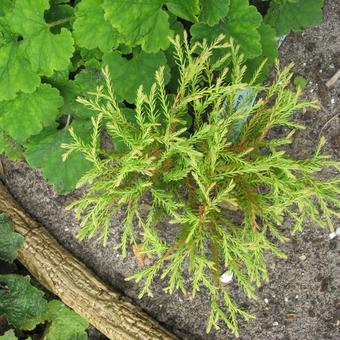 Thuja occidentalis 'Golden Tuffet'