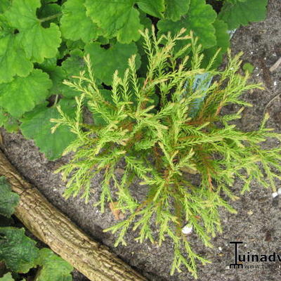 Thuja occidentalis 'Golden Tuffet' - Thuja occidentalis 'Golden Tuffet'